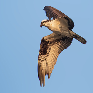 Tarcoles river - Osprey